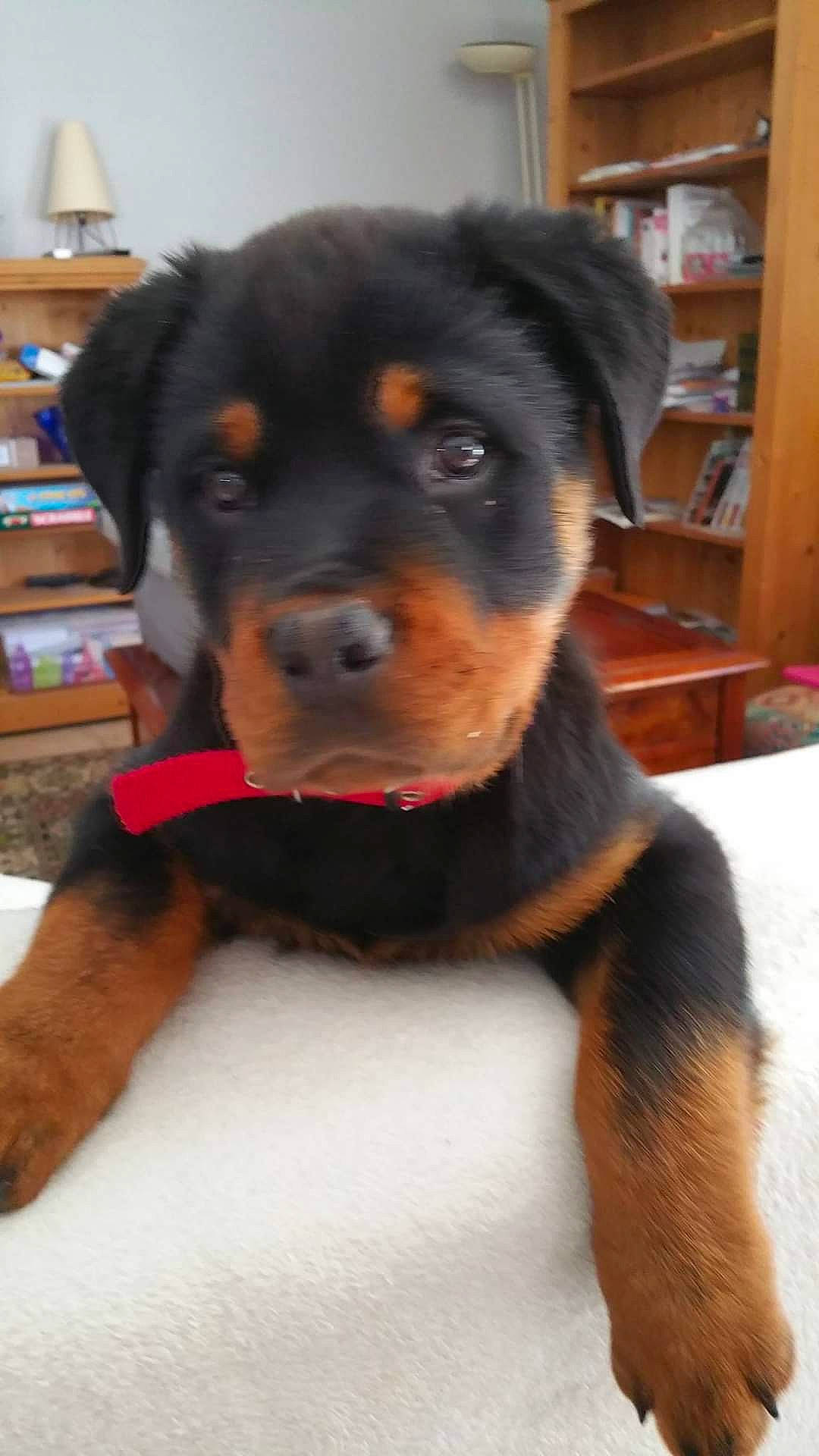 Jaro participe au concours pour gagner de l'argent avec cette photo : bookcase, canidae, carnivore, collar, companion_dog, dog, dog_breed, fawn, fur, guard_dog, hardwood, picture_frame, puppy, rottweiler, shelf, shelving, snout, sporting_group, working_animal, working_dog