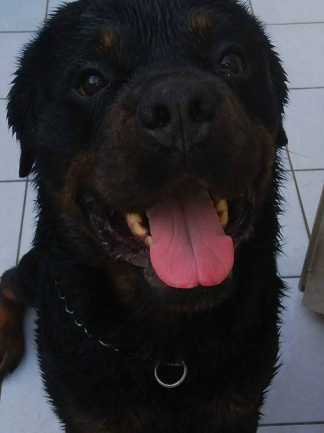 Jaro a rejoint le concours — aidez-le/la à gagner de superbes lots ! borador, canidae, carnivore, collar, companion_dog, dog, dog_breed, dog_collar, fang, fur, giant_dog_breed, jaw, liver, pet_supply, snout, sporting_group, terrestrial_animal, whiskers, working_animal, working_dog