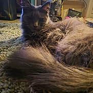 Thor is registered to the contest to win money with this photo: cat, fluffy, gray, carpet, indoor, pet, furniture, box, coat, snowflake_pattern, warm_light, relaxed, home, furry, animal, closeup, resting, tail, whiskers, background