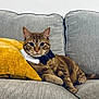 cat, tabby, bow_tie, collar, couch, gray_couch, yellow_pillow, pet, feline, indoor, cozy, relaxed, animal, whiskers, fur, portrait, looking_at_camera, domestic_cat, cute, resting