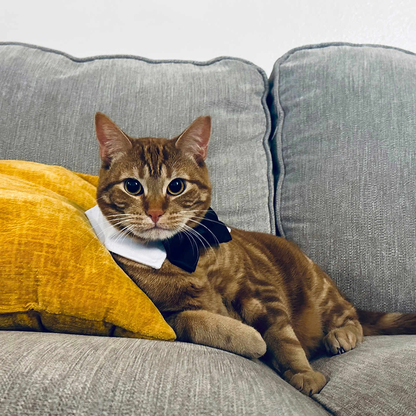 Pumpkin joined the competition — help win amazing prizes! animal, bow_tie, cat, collar, couch, cozy, cute, domestic_cat, feline, fur, gray_couch, indoor, looking_at_camera, pet, portrait, relaxed, resting, tabby, whiskers, yellow_pillow