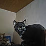 black_cat, cat, pet, indoor, animal, feline, curious, perched, wide_eyes, looking_away, wooden_ceiling, wall, furniture, room, home, cozy, clutter, dark_surface, ears, whiskers