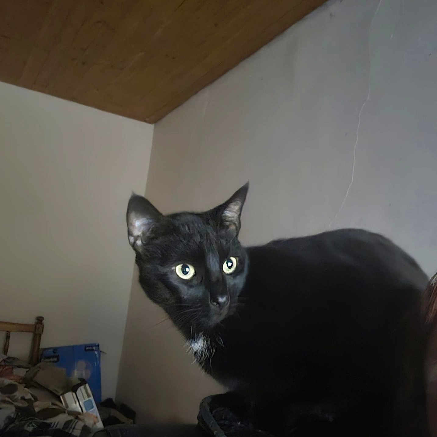 Storm joined the competition — help win amazing prizes! animal, black_cat, cat, clutter, cozy, curious, dark_surface, ears, feline, furniture, home, indoor, looking_away, perched, pet, room, wall, whiskers, wide_eyes, wooden_ceiling