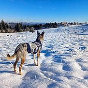 Snow participe au concours pour gagner de l'argent avec cette photo : animal, blue_sky, canine, cold, daytime, dog, field, forest, frost, landscape, nature, outdoor, pet, scenic, snow, sunlight, sweater, trees, walking, winter