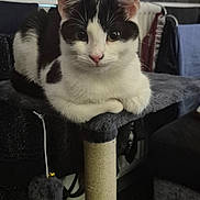 Neo joined the competition — help win amazing prizes! cat, black_and_white, pet, feline, indoor, cat_tree, perch, toy, curious, sitting, fur, whiskers, close_up, face, ears, eyes, nose, cozy, home, furniture