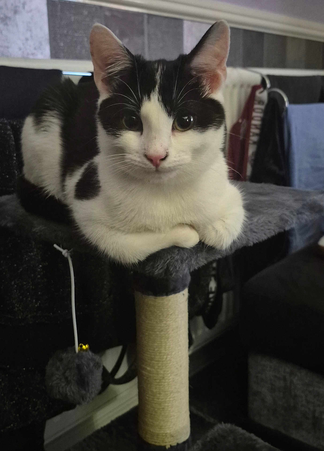 Neo joined the competition — help win amazing prizes! cat, black_and_white, pet, feline, indoor, cat_tree, perch, toy, curious, sitting, fur, whiskers, close_up, face, ears, eyes, nose, cozy, home, furniture