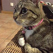 Nenette a rejoint le concours — aidez-le/la à gagner de superbes lots ! aegean_cat, american_wirehair, asian, california_spangled, cat, cat_like_mammal, claw, domestic_short_haired_cat, dragon_li, european_shorthair, fur, german_rex, kitten, small_to_medium_sized_cats, snout, tabby_cat, whiskers