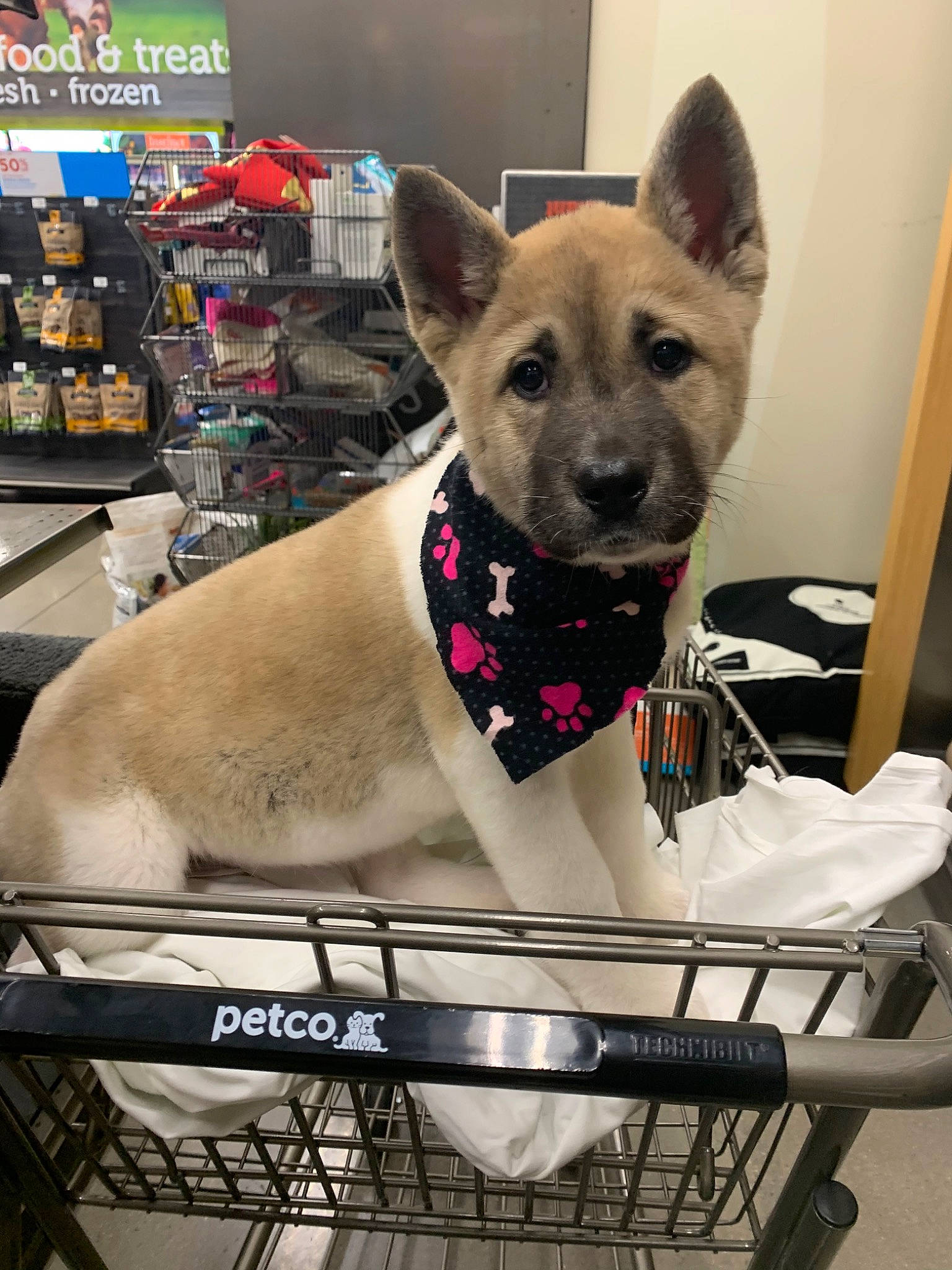 Yuki joined the competition — help win amazing prizes! akita, animal_shelter, canaan_dog, canidae, carnivore, carolina_dog, dog, dog_breed, fawn, formosan_mountain_dog, kishu, korean_jindo_dog, mammal, non_sporting_group, norwegian_buhund, vertebrate, wolfdog