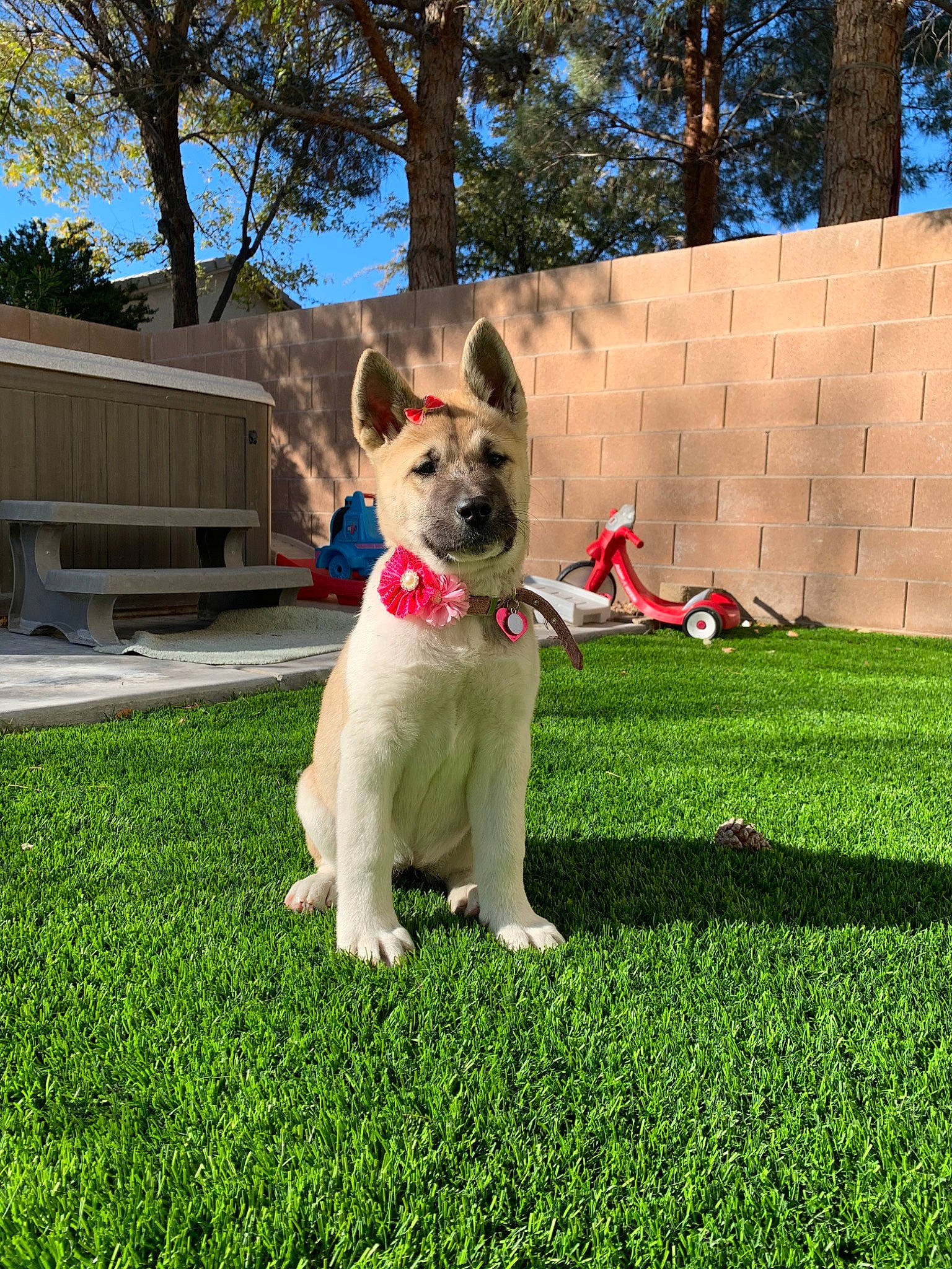 Yuki is registered to the contest to win money with this photo: canidae, carnivore, companion_dog, dog, dog_breed, fawn, grass, lawn, mammal, plant, sporting_group, vertebrate, white_shepherd