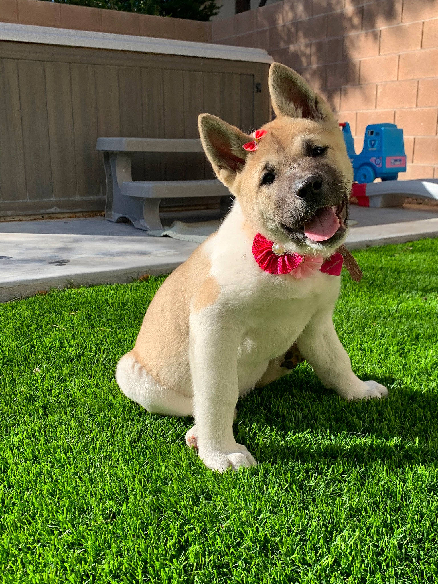 Yuki joined the competition — help win amazing prizes! akita, canidae, carnivore, companion_dog, dog, dog_breed, fawn, french_bulldog, grass, lawn, mammal, non_sporting_group, plant, puppy, snout, sporting_group, tail, vertebrate