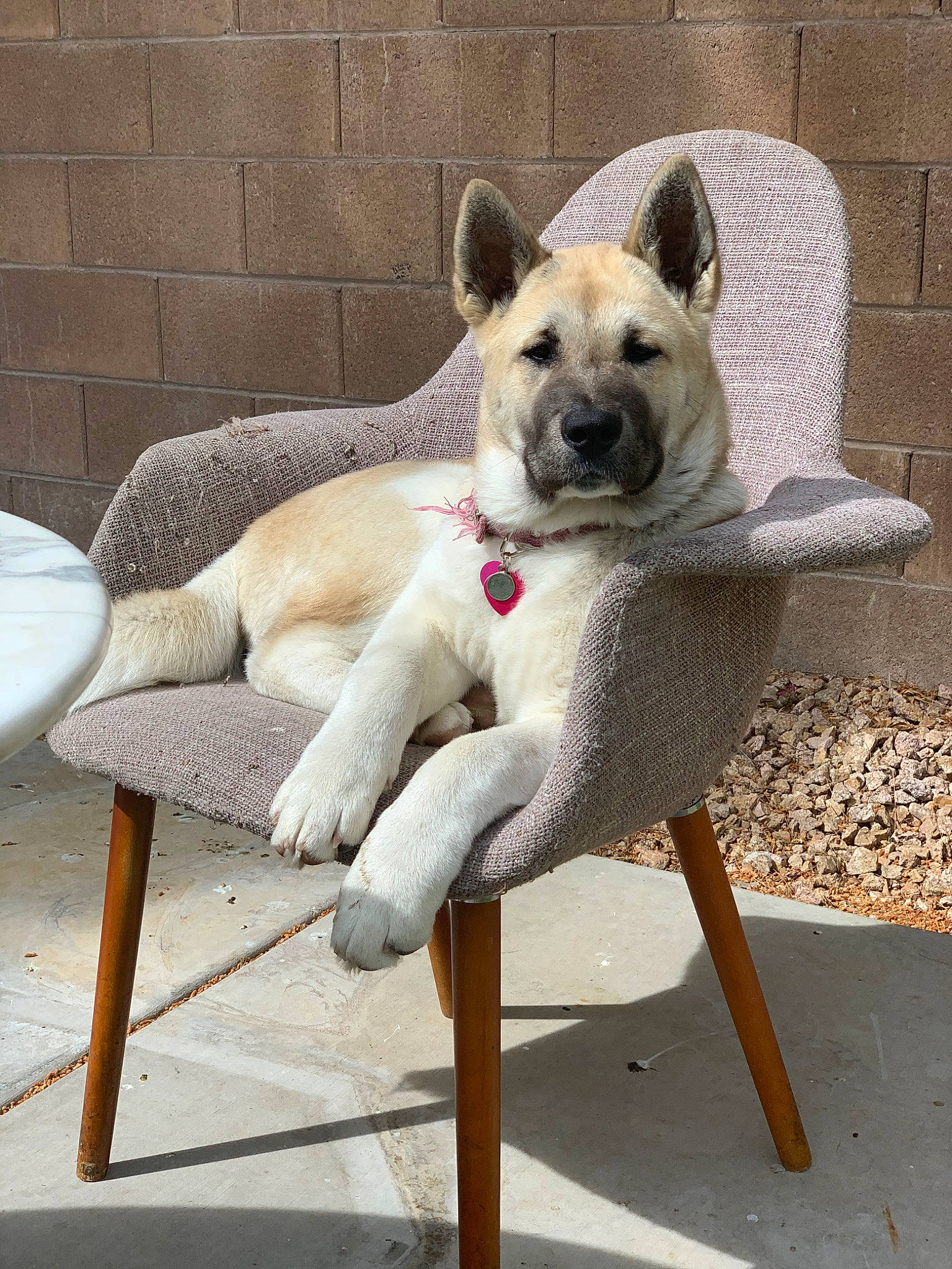 Yuki is registered to the contest to win money with this photo: akita, akita_inu, ancient_dog_breeds, canaan_dog, canidae, carnivore, companion_dog, dog, dog_breed, fawn, kishu, korean_jindo_dog, mammal, non_sporting_group, norwegian_buhund, norwegian_elkhound, pungsan_dog, rare_breed_dog, sitting, vertebrate
