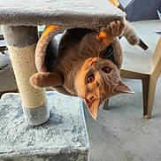 Anatole a rejoint le concours — aidez-le/la à gagner de superbes lots ! animal, cat, cat_tree, chair, climbing, curious, cute, fur, furniture, looking, orange_cat, outdoor, patio, pet, playful, plush, soft_texture, sunlight, upside_down, whiskers
