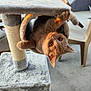 animal, cat, cat_tree, chair, climbing, curious, cute, fur, furniture, looking, orange_cat, outdoor, patio, pet, playful, plush, soft_texture, sunlight, upside_down, whiskers
