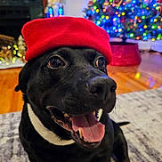 Chico is registered to the contest to win money with this photo: dog, black_dog, red_hat, indoor, carpet, christmas_tree, holiday_decorations, festive, tongue_out, happy, pet, smiling_dog, home, colorful_lights, christmas, holiday_season, floor, decor, living_room, cute