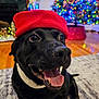 dog, black_dog, red_hat, indoor, carpet, christmas_tree, holiday_decorations, festive, tongue_out, happy, pet, smiling_dog, home, colorful_lights, christmas, holiday_season, floor, decor, living_room, cute