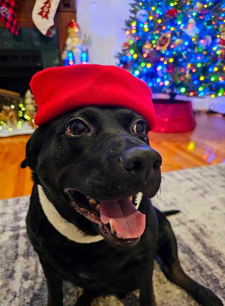 Chico is registered to the contest to win money with this photo: dog, black_dog, red_hat, indoor, carpet, christmas_tree, holiday_decorations, festive, tongue_out, happy, pet, smiling_dog, home, colorful_lights, christmas, holiday_season, floor, decor, living_room, cute
