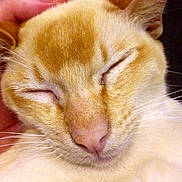 Optimus is registered to the contest to win money with this photo: