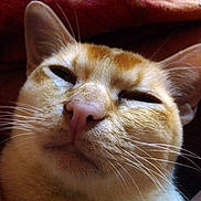 Optimus joined the competition — help win amazing prizes!