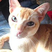 Optimus is registered to the contest to win money with this photo: