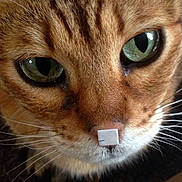 High Priestess Aka Tess is registered to the contest to win money with this photo: