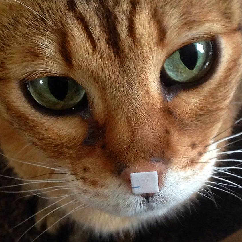 High Priestess Aka Tess is registered to the contest to win money with this photo: