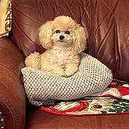 Hannah is registered to the contest to win money with this photo: dog, poodle, fluffy, cushion, blanket, leather_chair, indoor, pet, cute, small_dog, seated, cozy, holiday, decor, living_room, fur, animal, relaxed, home, portrait