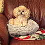 animal, blanket, cozy, cushion, cute, decor, dog, fluffy, fur, holiday, home, indoor, leather_chair, living_room, pet, poodle, portrait, relaxed, seated, small_dog