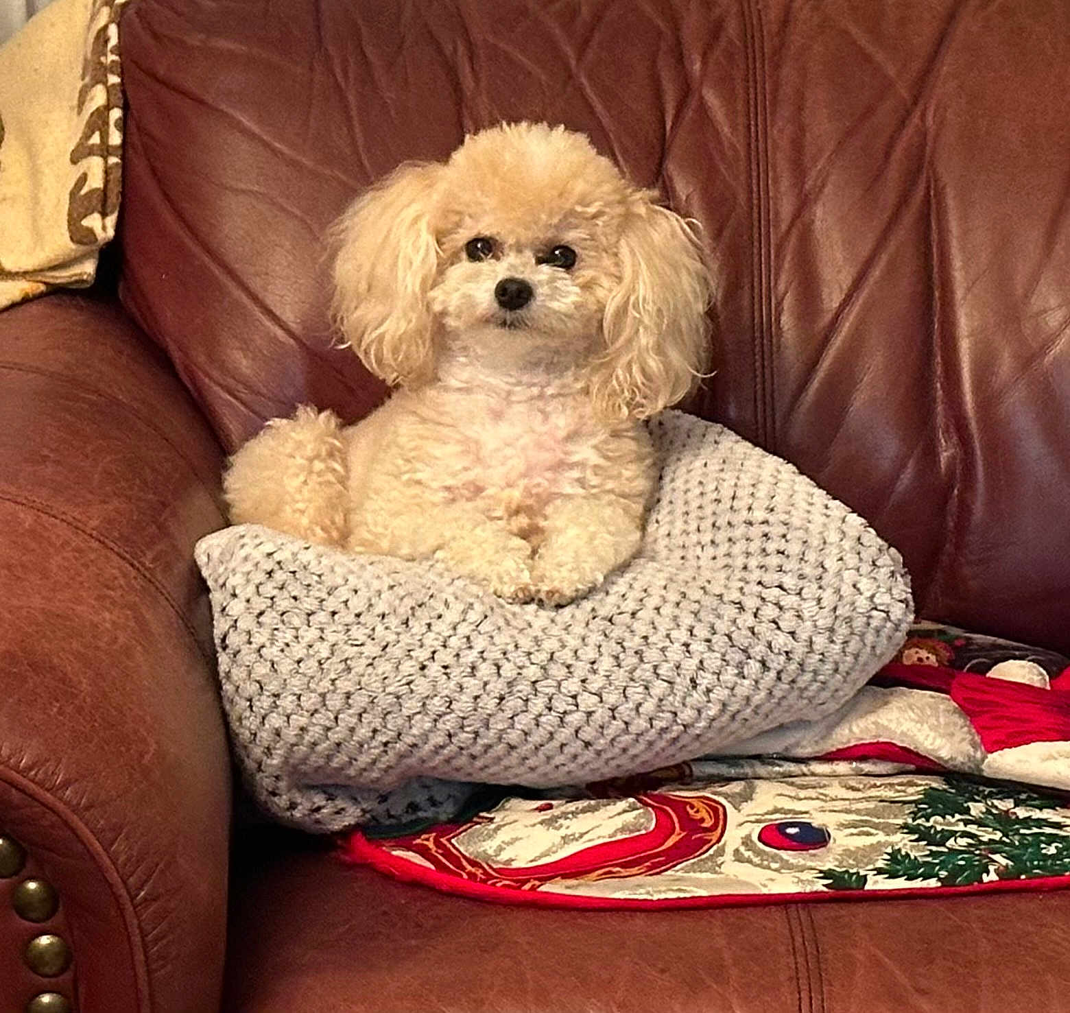 Hannah is registered to the contest to win money with this photo: dog, poodle, fluffy, cushion, blanket, leather_chair, indoor, pet, cute, small_dog, seated, cozy, holiday, decor, living_room, fur, animal, relaxed, home, portrait
