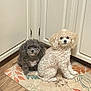 dog, poodle, pet, indoor, floor_mat, curly_fur, two_animals, brown_dog, white_dog, kitchen_cabinet, wood_floor, cute, small_dog, animal_companion, domestic, pets_together, looking_at_camera, floor, home, curious