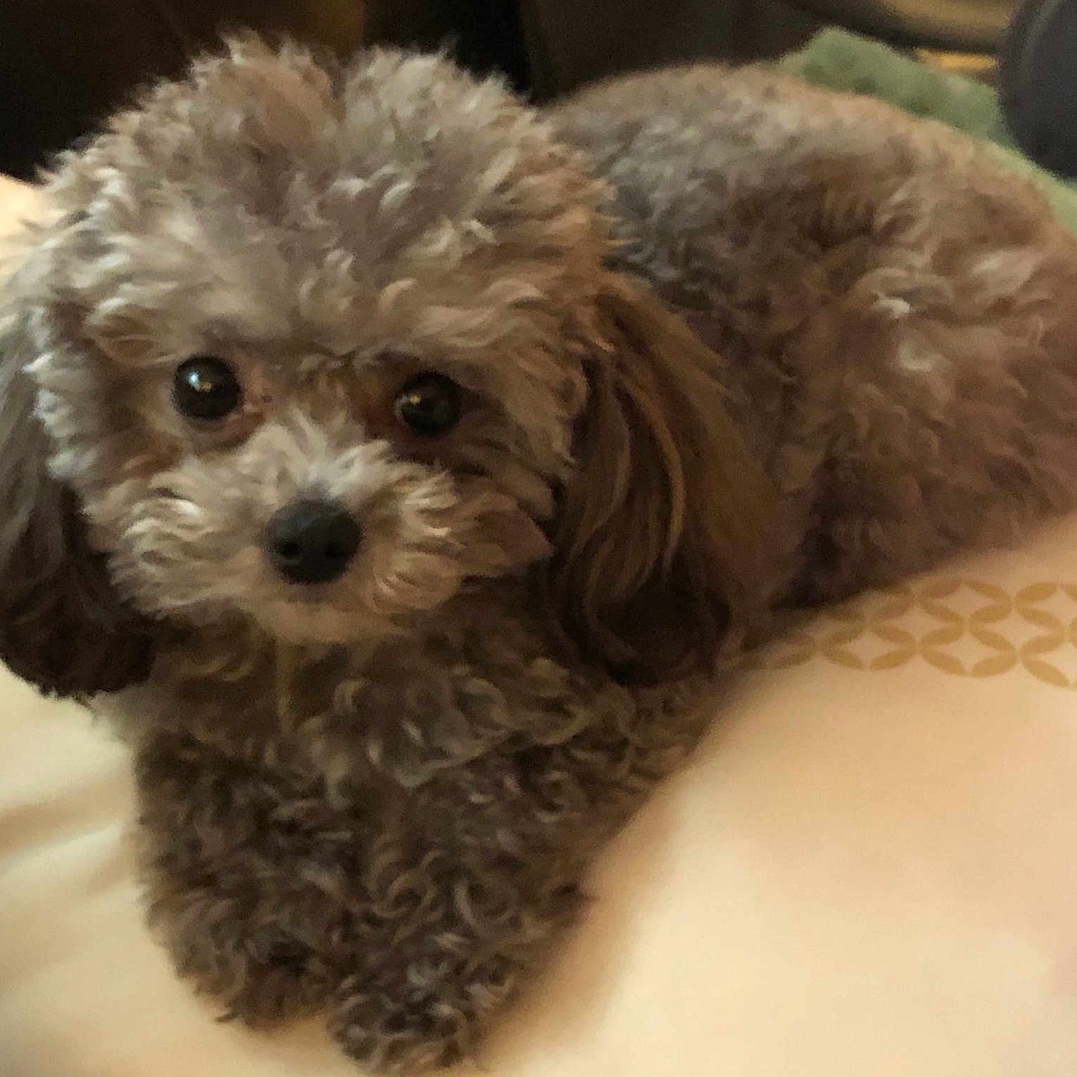 Gracie is registered to the contest to win money with this photo: animal, brown_fur, close_up, companion, cozy, curly_fur, cute, dog, ears, eyes, fluffy, fur, home, indoors, lying_down, nose, pet, pillow, resting, small_dog