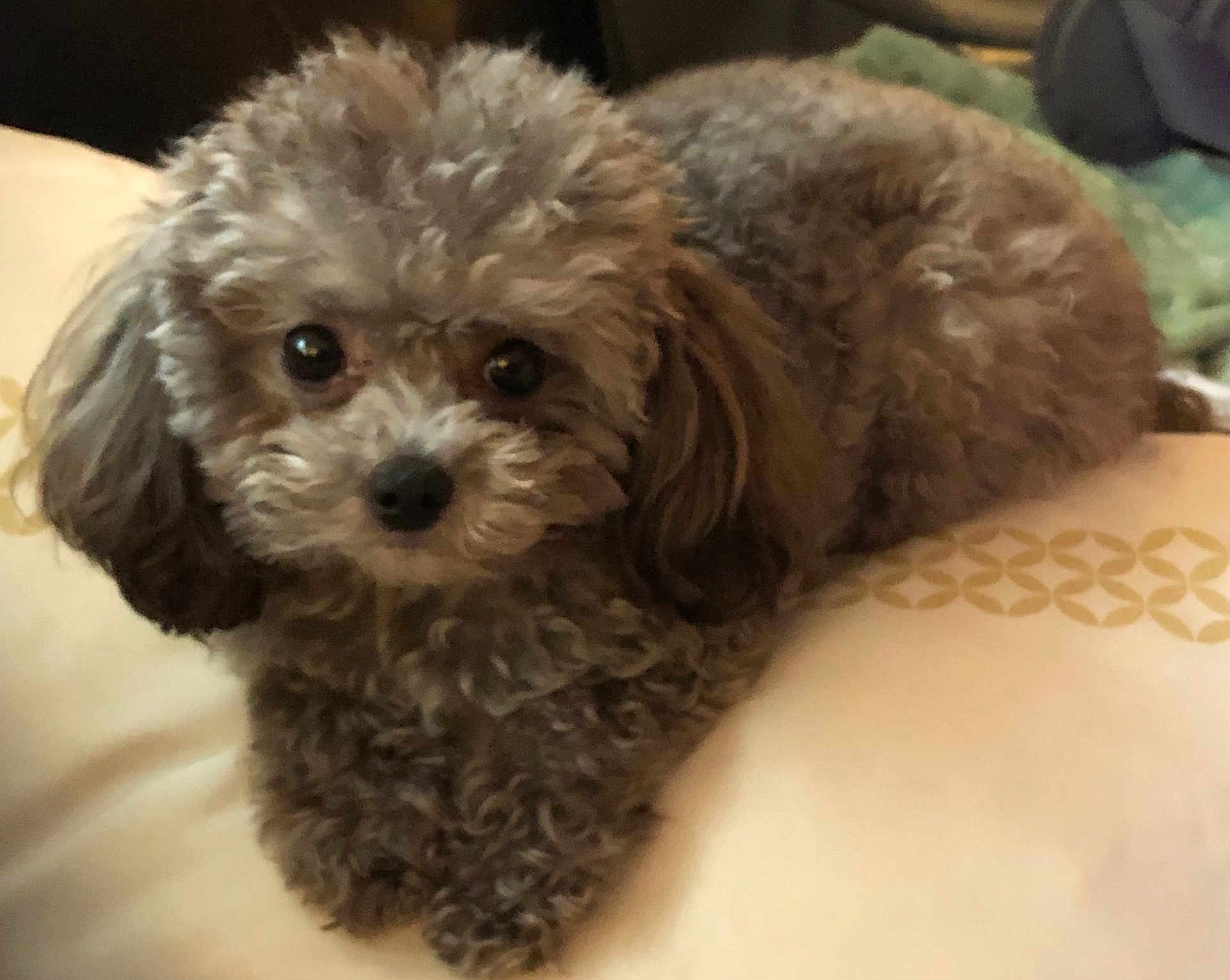 Gracie