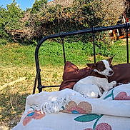 Diva participe au concours pour gagner de l'argent avec cette photo : dog, outdoor, bench, blanket, floral_pattern, grass, garden, sunlight, bushes, sky, pet, resting, metal_frame, backyard, nature, daytime, relaxing, canine, small_dog, brown_and_white