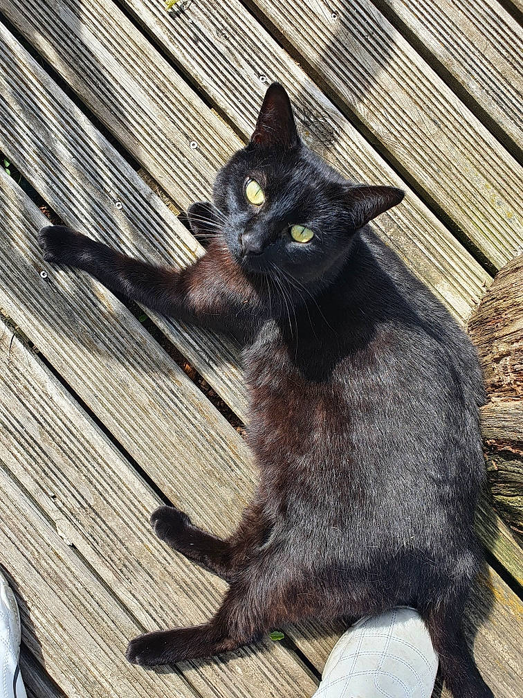 Gilbert a rejoint le concours — aidez-le/la à gagner de superbes lots ! black_cat, bombay, carnivore, cat, claw, comfort, domestic_short_haired_cat, felidae, fur, grey, hardwood, havana_brown, paw, sitting, small_to_medium_sized_cats, snout, tail, terrestrial_animal, whiskers, wood