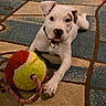 China is registered to the contest to win money with this photo: puppy, dog, toy, tennis_ball, carpet, indoor, pet, white_dog, brown_patch, playful, animal, collar, cute, resting, paw, looking, curious, floor, pet_toy, domestic