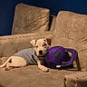 China is registered to the contest to win money with this photo: puppy, dog, couch, sofa, plush_toy, indoor, pet_clothing, beige, purple, black, relaxed, lying_down, furniture, domestic, wall, playful, young_dog, cute, pet, cozy
