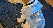 China joined the competition — help win amazing prizes! dog, denim_jacket, pet_clothing, indoor, floor, wooden_floor, blue_rug, sitting, white_dog, brown_spots, tail, collar, cute, calm, texture, animal, domestic_animal, companion, pet, home