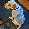 dog, denim_jacket, pet_clothing, indoor, floor, wooden_floor, blue_rug, sitting, white_dog, brown_spots, tail, collar, cute, calm, texture, animal, domestic_animal, companion, pet, home