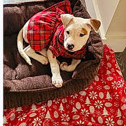 China is registered to the contest to win money with this photo: puppy, dog, pet_bed, plaid_clothing, red, white, brown, blanket, holiday_pattern, indoor, floor, cute, young_dog, canine, resting, cozy, animal, domestic_animal, portrait, looking