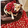 puppy, dog, pet_bed, plaid_clothing, red, white, brown, blanket, holiday_pattern, indoor, floor, cute, young_dog, canine, resting, cozy, animal, domestic_animal, portrait, looking