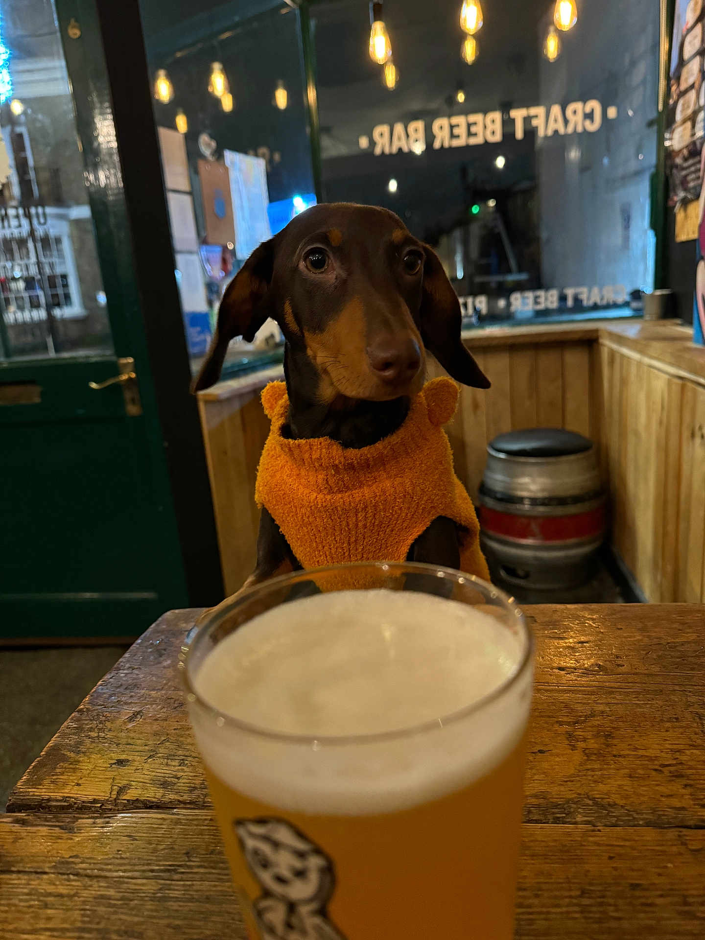 Loki participe au concours pour gagner de l'argent avec cette photo : dog, dachshund, orange_sweater, beer, pint, wooden_table, craft_beer_bar, barrel, wooden_paneling, indoor, warm_lighting, glass, pet, animal, seated, brown_dog, cozy, casual, rustic, waiting