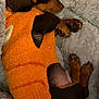 dog, puppy, dachshund, orange_sweater, blanket, cozy, sleeping, cute, pet, fur, snuggled, brown, small_dog, indoors, resting, soft_texture, animal, warm, cute_pet, relaxed
