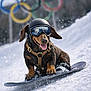 Loki a rejoint le concours — aidez-le/la à gagner de superbes lots ! dog, dachshund, snowboard, snow, helmet, goggles, winter_sports, outdoor, mountains, snowboarding, animal, pet, active, fun, Olympic_rings, sport, adventure, cold, playful, smiling