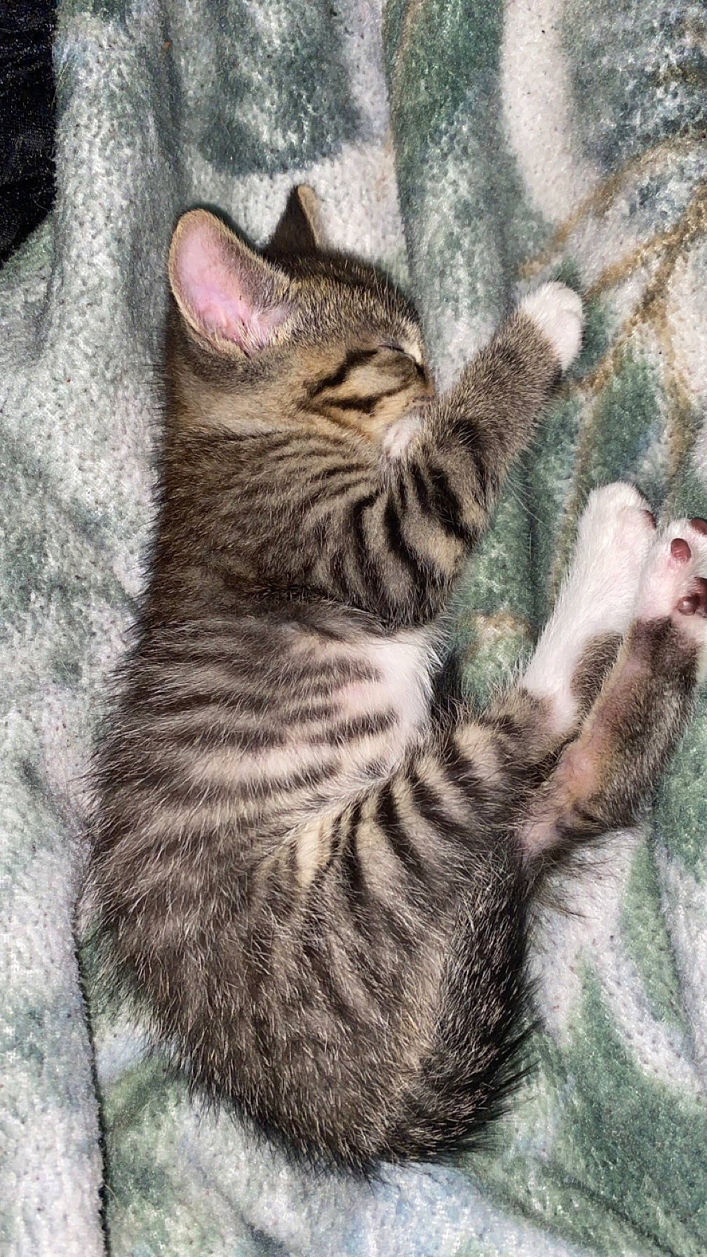 Dusty joined the competition — help win amazing prizes! art, carnivore, cat, claw, domestic_short_haired_cat, felidae, foot, fur, grass, pattern, paw, small_to_medium_sized_cats, snout, tail, terrestrial_animal, tree, whiskers, wildlife