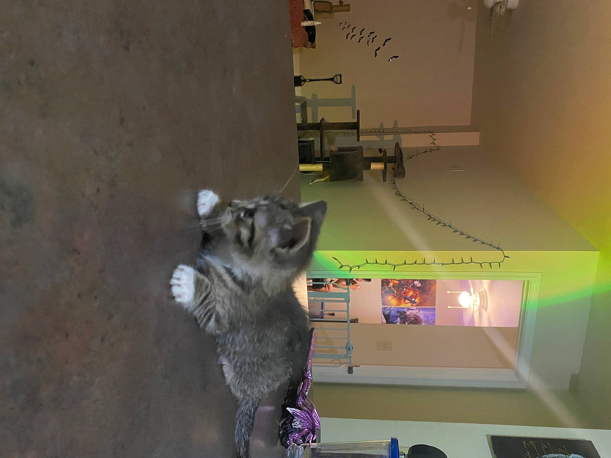 Dusty is registered to the contest to win money with this photo: art, canidae, carnivore, dog_breed, domestic_short_haired_cat, felidae, fur, machine, procyonidae, room, small_to_medium_sized_cats, snout, tail, whiskers