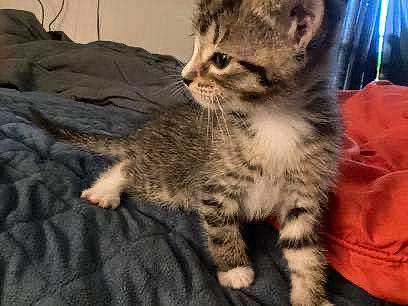 Dusty joined the competition — help win amazing prizes! carnivore, cat, claw, comfort, domestic_short_haired_cat, felidae, fur, paw, sitting, small_to_medium_sized_cats, snout, tail, terrestrial_animal, whiskers