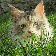 Havane participe au concours pour gagner de l'argent avec cette photo : cat, fluffy, green_eyes, grass, outdoor, nature, animal, fur, whiskers, ears, nose, sunlight, close_up, plant, curious, pet, mammal, eye_contact, wildlife, daylight