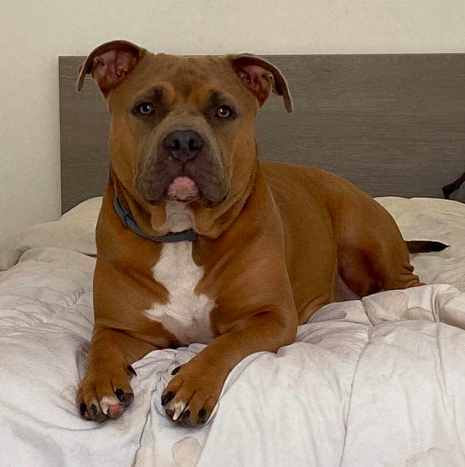 Nala