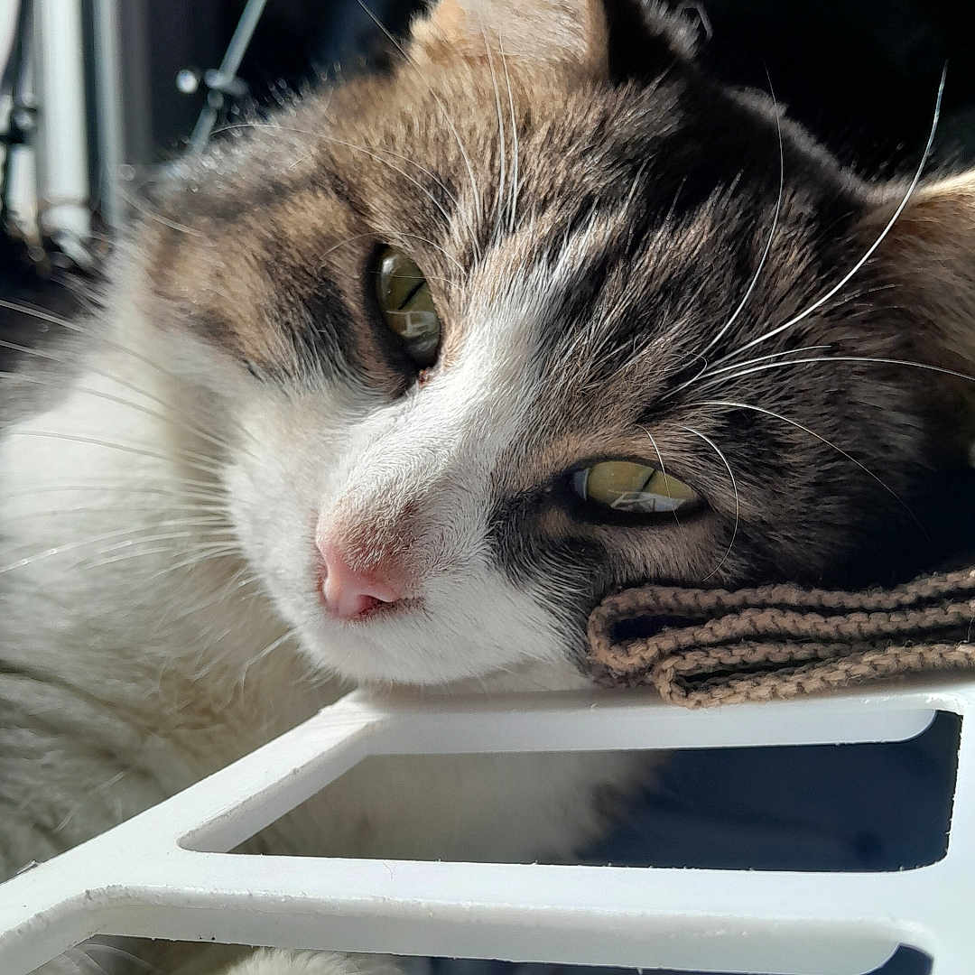 Pégase participe au concours pour gagner de l'argent avec cette photo : animal, cat, close_up, feline, fluffy, fur, green_eyes, indoor, long_hair, lying_down, paw, pet, pink_nose, portrait, relaxed, sleepy, tabby, whiskers, white_and_gray, windowsill
