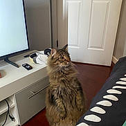 Pelos joined the competition — help win amazing prizes! brown, cat, cozy, curious, door, fluffy, furniture, headphones, household, indoor, living_room, pet, remote_control, side_view, standing, tabby_cat, technology, television, white, wooden_floor
