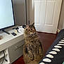 brown, cat, cozy, curious, door, fluffy, furniture, headphones, household, indoor, living_room, pet, remote_control, side_view, standing, tabby_cat, technology, television, white, wooden_floor